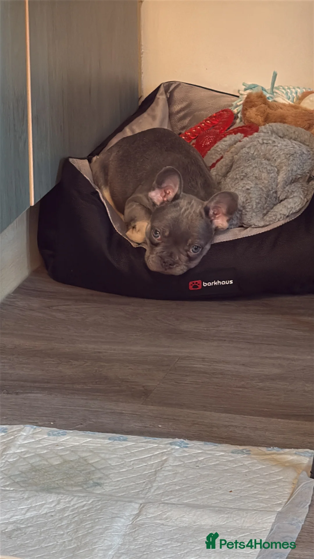 French Bulldog dogs for sale: 8 Week old pup for sale  - Advert 2