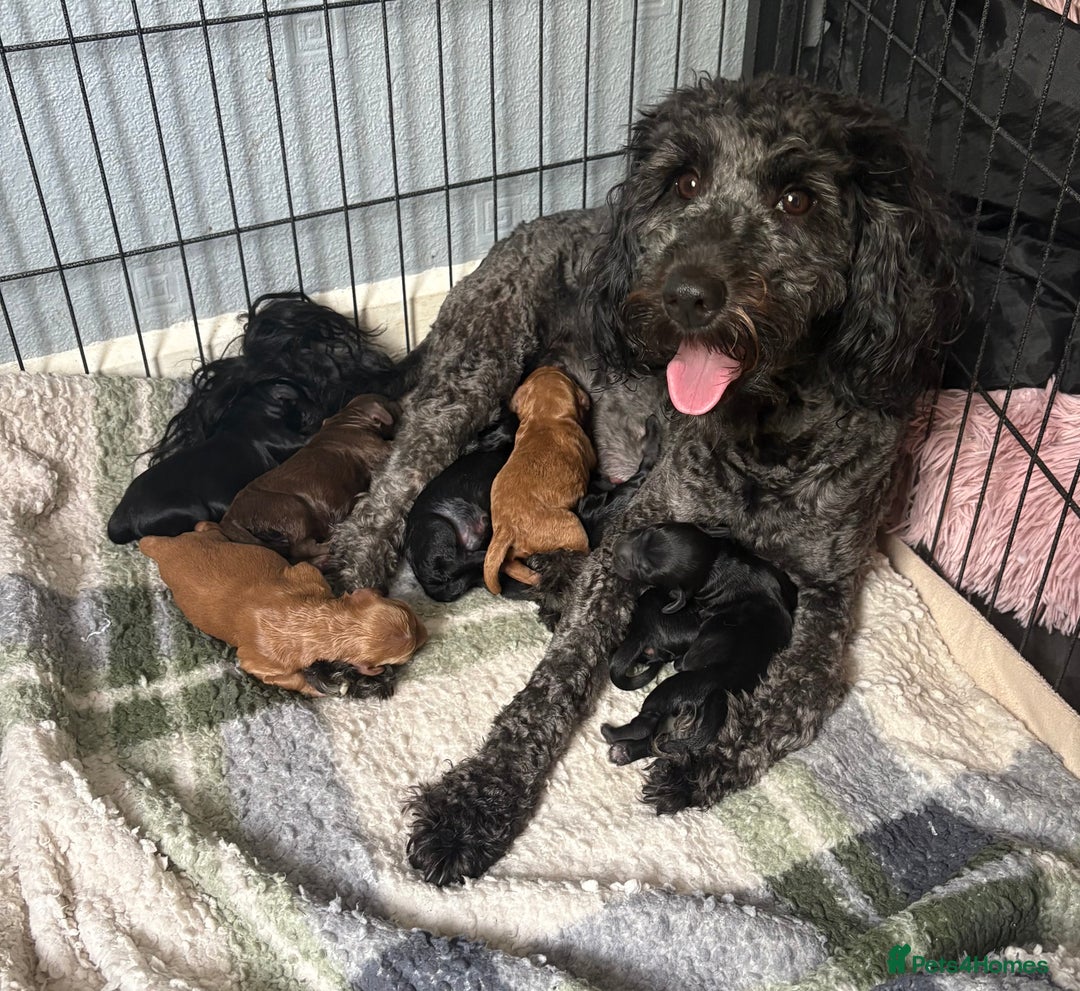 Cockapoo dogs for sale: 🐾Beautiful F2 Cockapoo puppies 🐾 - Image 1