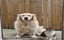 Golden Retriever dogs for stud: Purebred Golden Retriever for Stud - Image 16