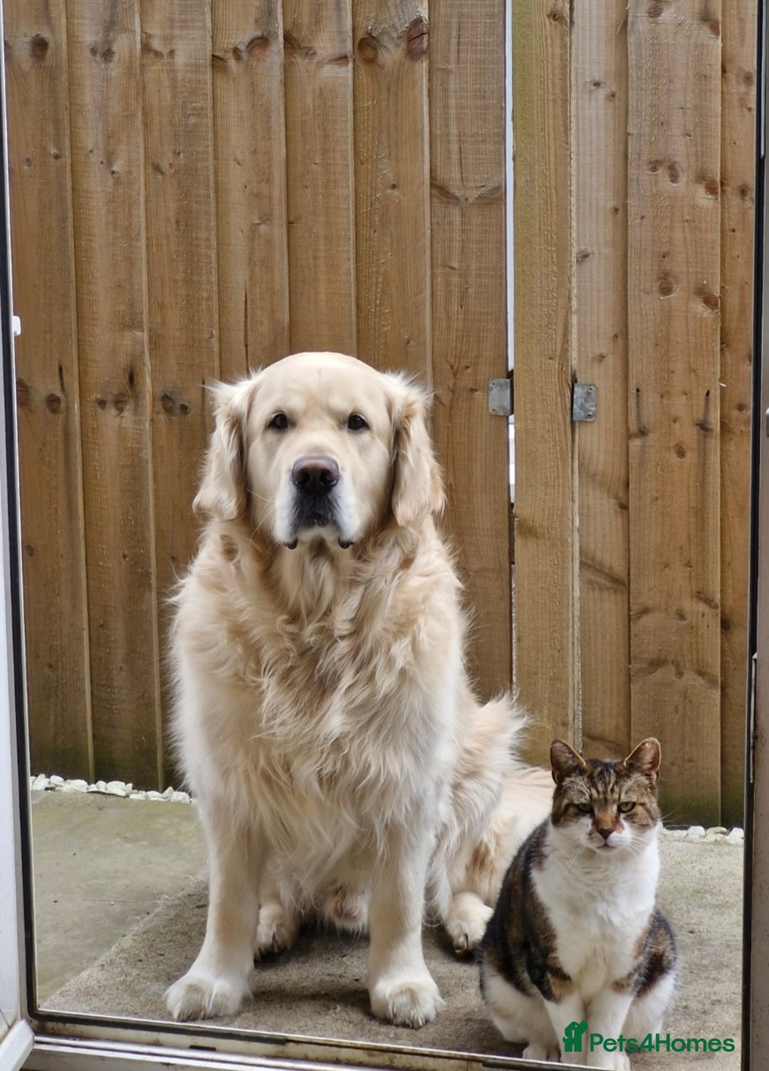 Golden Retriever dogs for stud: Purebred Golden Retriever for Stud - Image 16