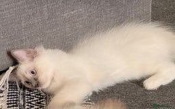 Ragdoll cats for sale: Glasgow Cats  - Image 4