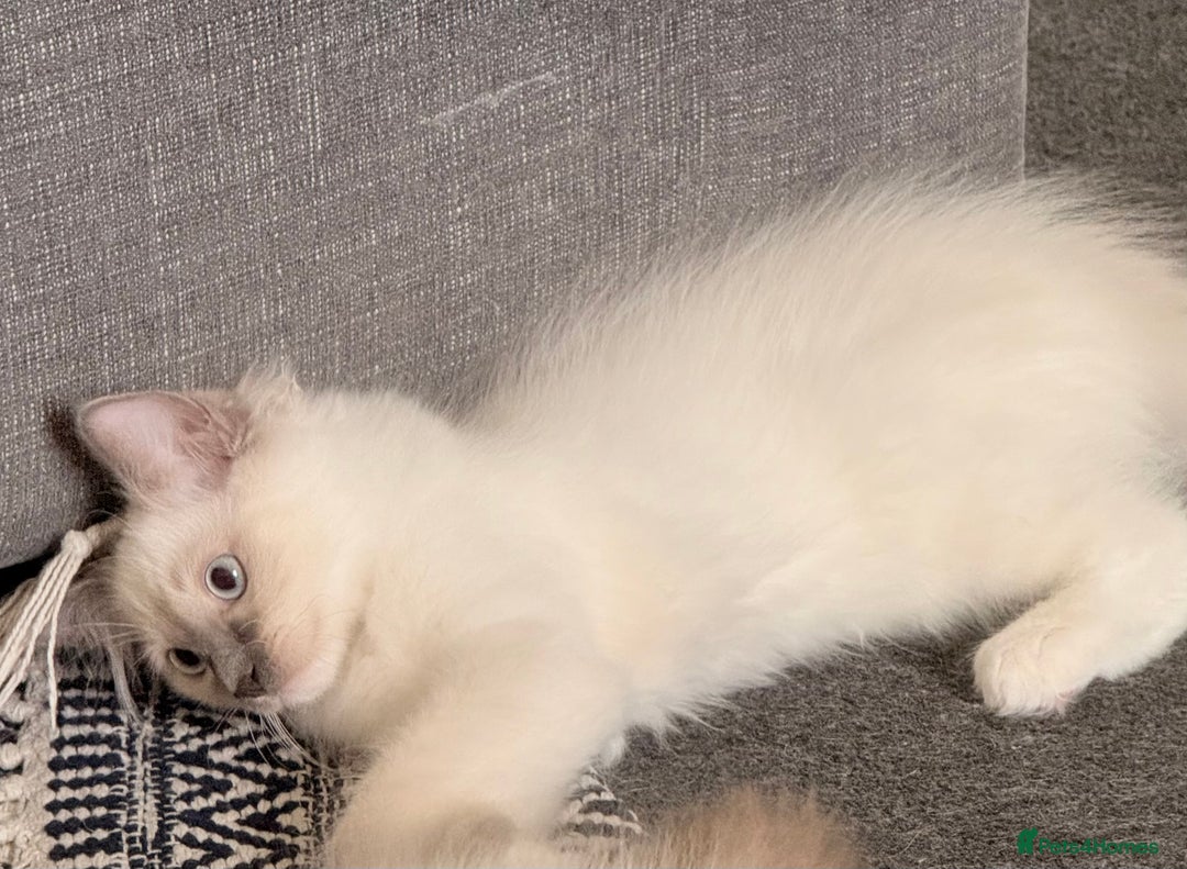 Ragdoll cats for sale: Glasgow Cats  - Image 4