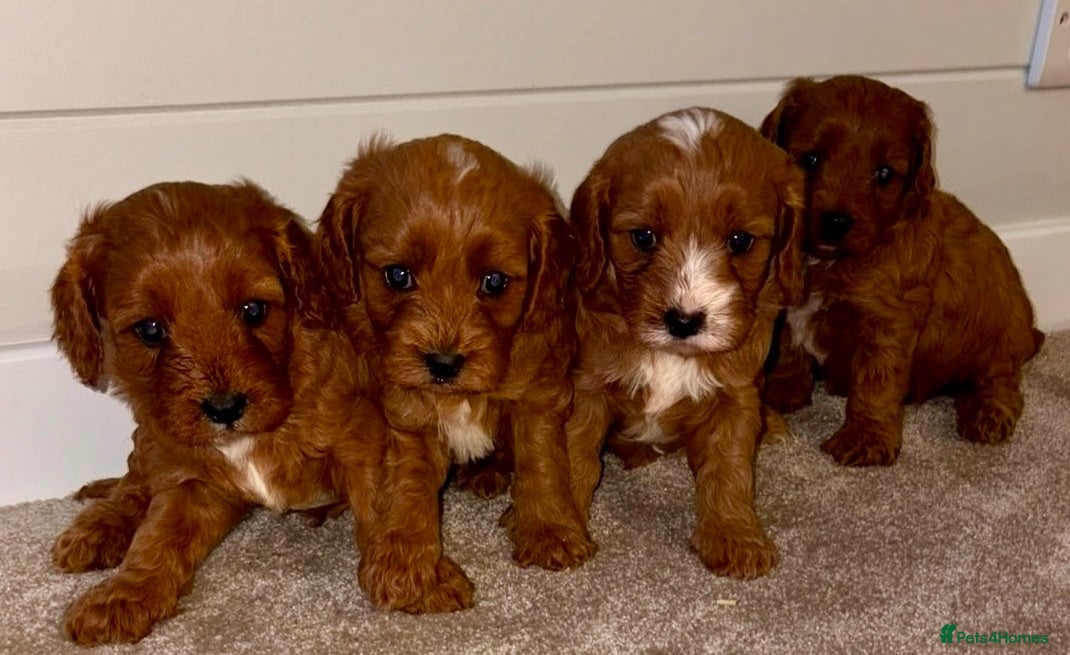 Cavapoo dogs Beautiful Red F1 Cavapoo puppies - Advert 1