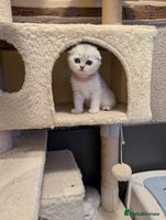 Scottish Fold cats 😻Scottish fold kittens😻 - Advert 11