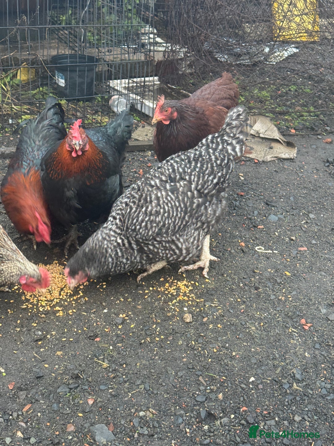 Chickens poultry for sale: X4 Egg laying hens - Advert 4