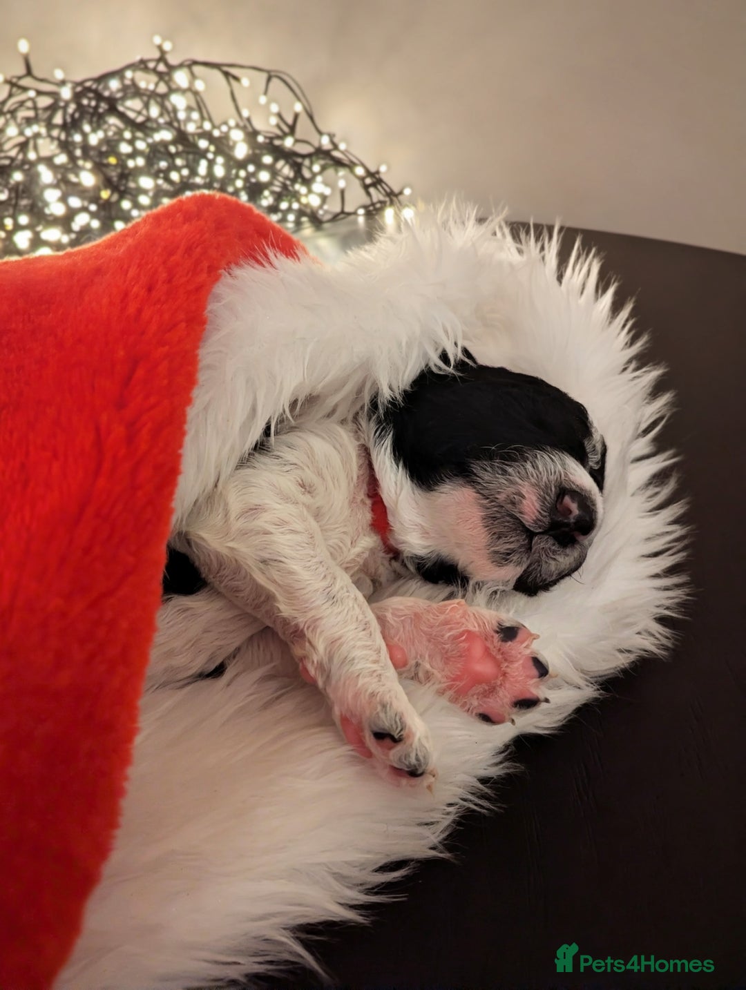 Standard Poodle dogs for sale: 6 wks old, ready 21st Jan, Standard Poodle Puppies - Advert 14