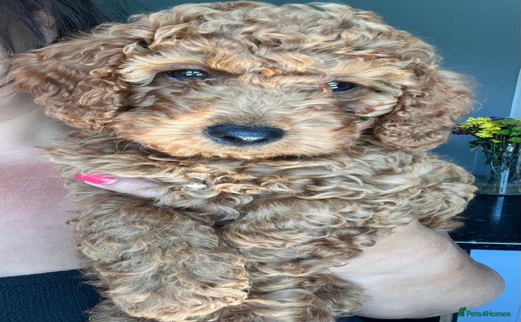 Cockapoo dogs in Boston - Advert 13