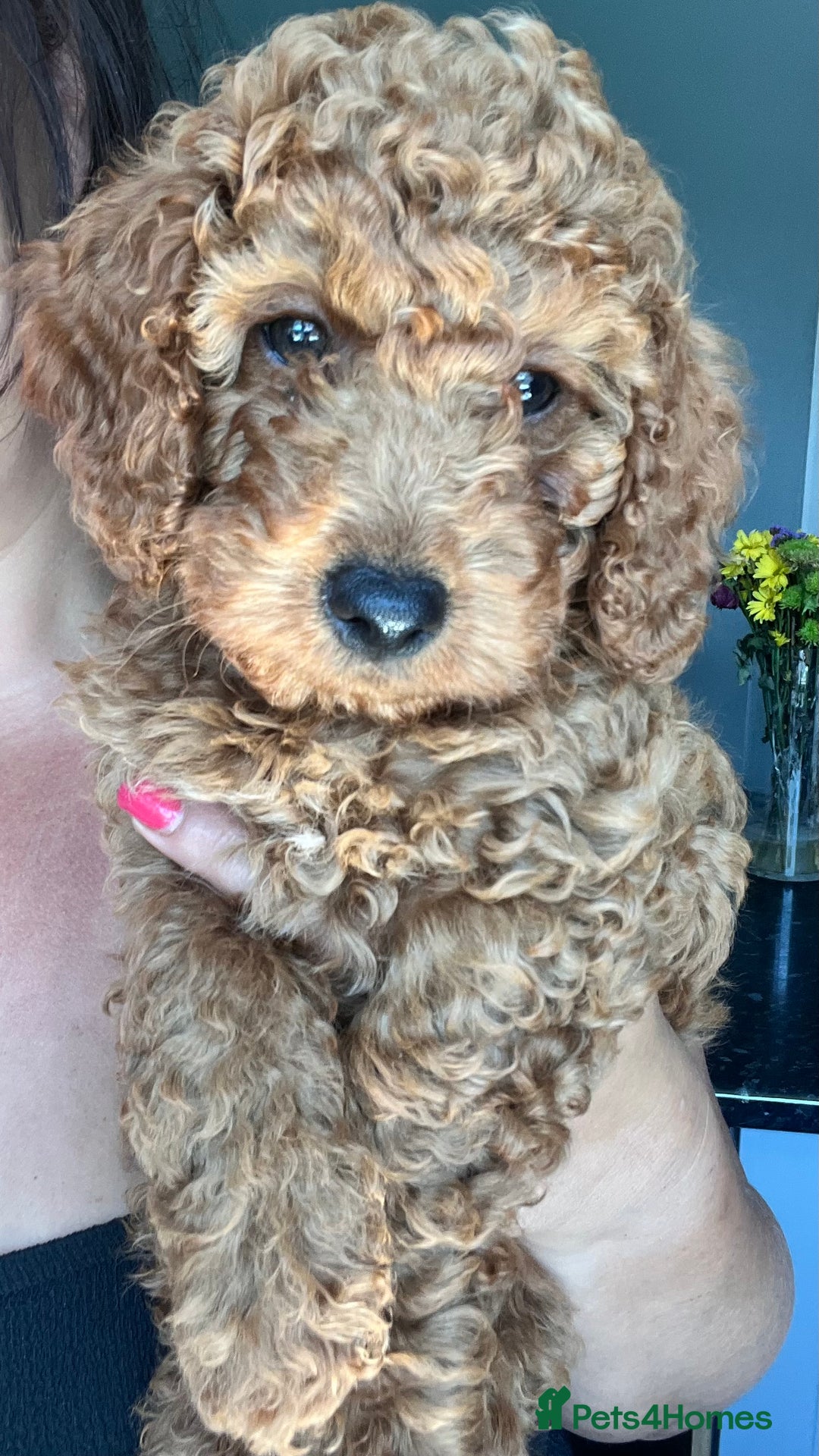 Cockapoo dogs for sale: 🌟  ONE RED CURLY FLUFFY BOY Now 🌟 in Boston - Image 1