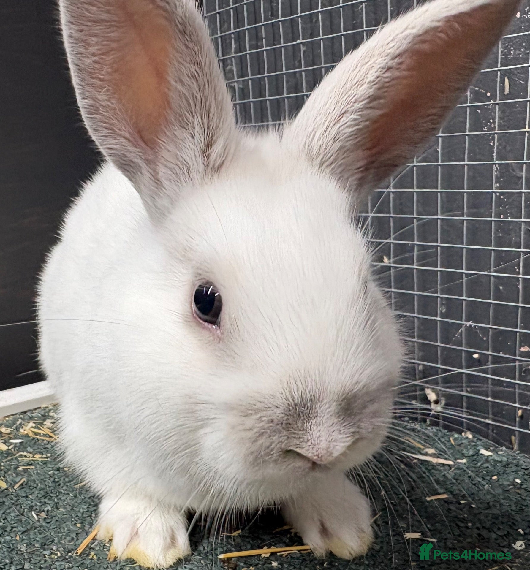 Rex rabbits Rex x Netherland dwarf  - Advert 1