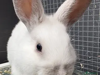 Rex rabbits Rex x Netherland dwarf - Advert 1