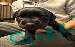Mixed Breed dogs for sale: Mastador pups - Image 1