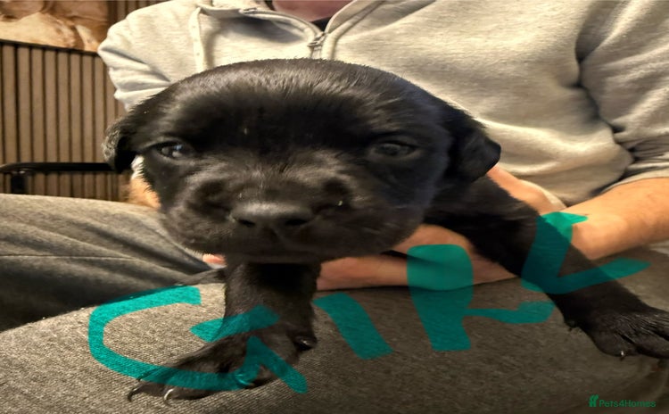 Mixed Breed dogs - Advert 1
