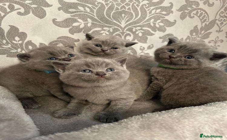 British Shorthair cats - Advert 6