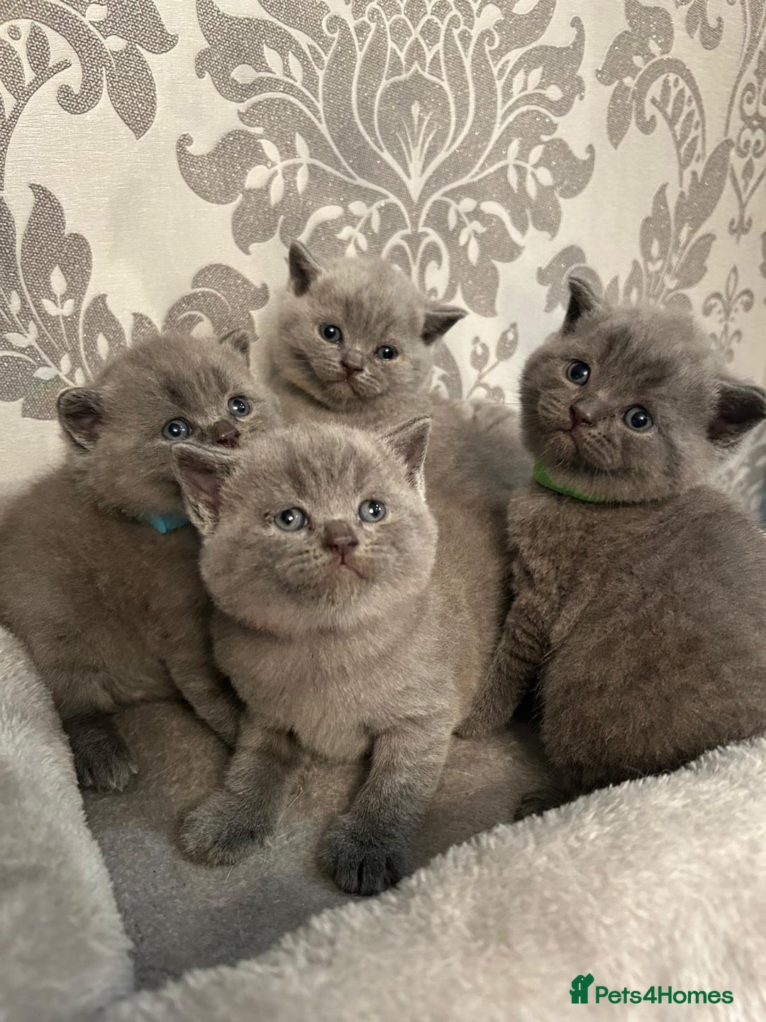 British Shorthair cats for sale: Stunning British shorthair kittens - Image 1