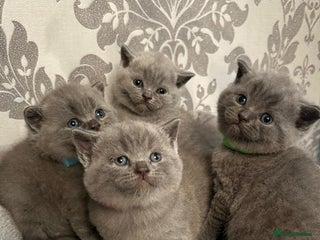 British Shorthair cats for sale - Advert 1