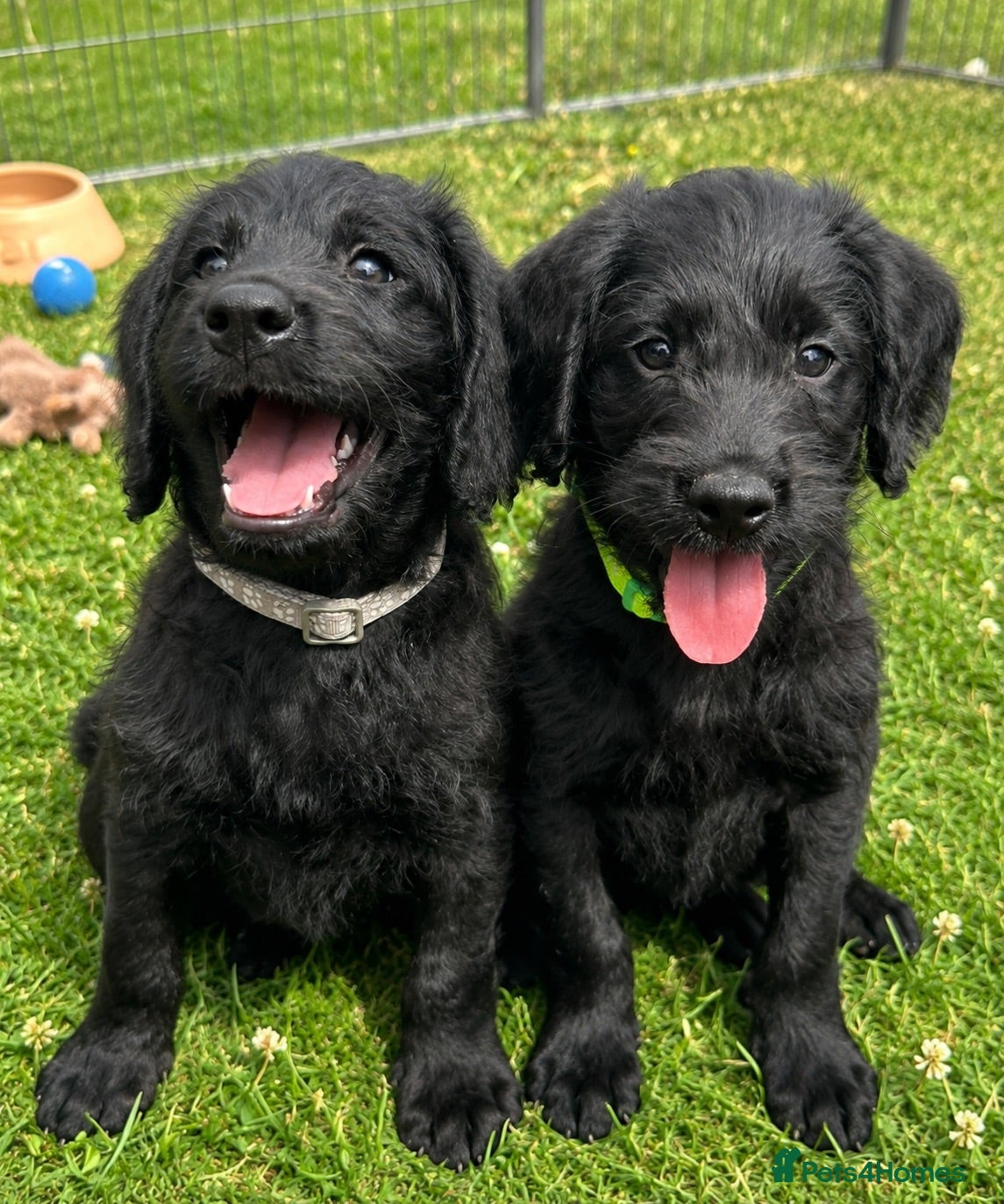 Labradoodle dogs Extensively Health Tested F1 Miniature Labradoodle - Advert 1