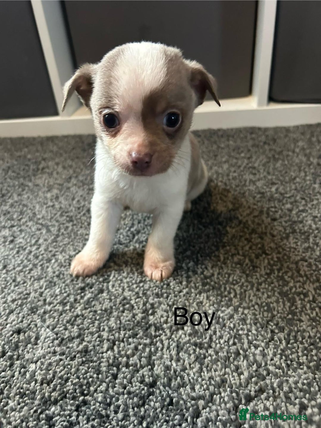 Chihuahua dogs for sale: Full pedigree Chihuahua puppies  - Image 33