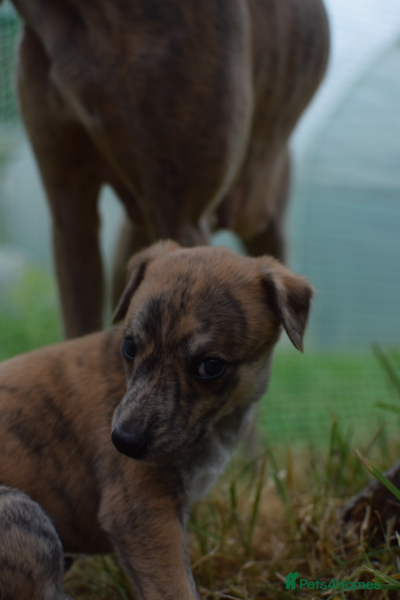 Whippet dogs KC whippet puppies - Advert 2