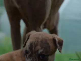 Whippet dogs KC whippet puppies - Advert 2