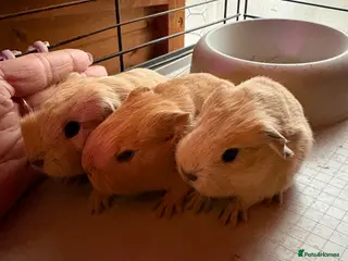 Guinea Pig rodents Male guinea pigs £40 each - Advert 6