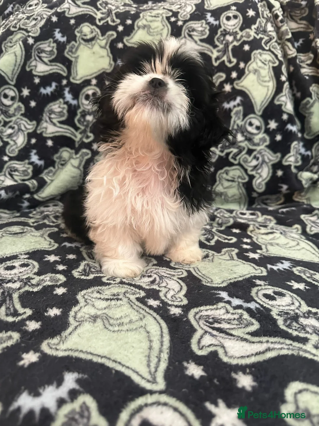 Shih Tzu dogs for sale: Shih Tzu Puppies  - Advert 1