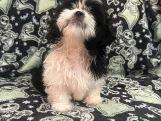 Shih Tzu dogs Shih Tzu Puppies - Advert 2