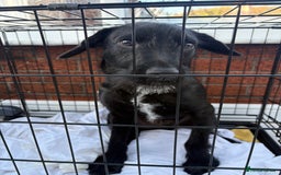 Patterdale Terrier dogs for sale: 6 month old patterdale - Advert 3
