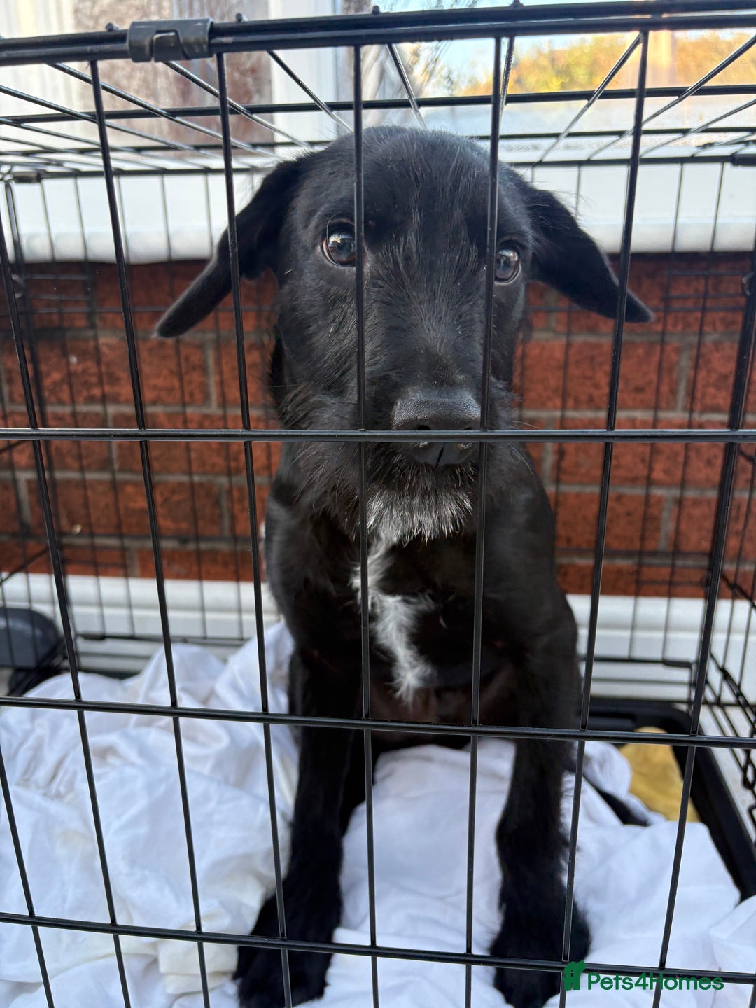 Patterdale Terrier dogs for sale: 6 month old patterdale - Advert 3