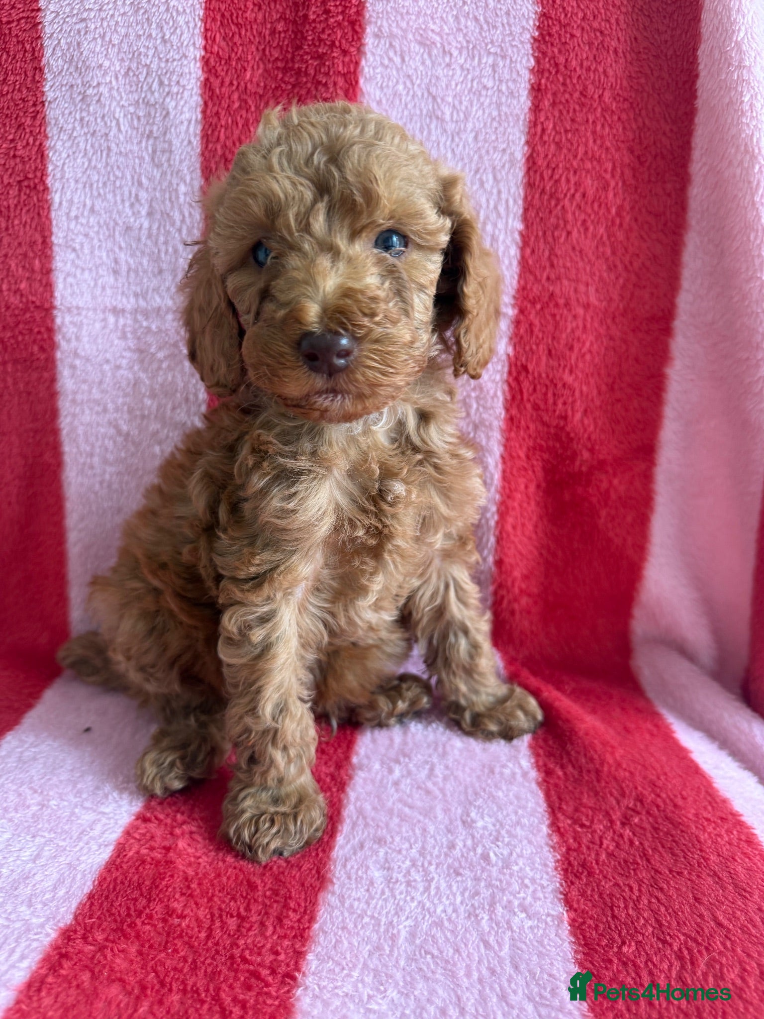 Cockapoo dogs 7 Beautiful Cockapoo Puppies  - Advert 1