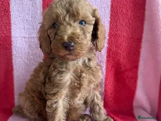 Cockapoo dogs 7 Beautiful Cockapoo Puppies - Advert 1