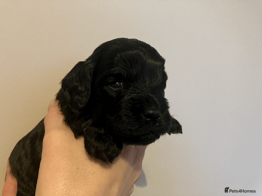 Cavapoo dogs for sale: Outstanding F1B Cavapoos - Health Tested Parents  - Advert 15