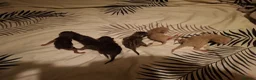 Bengal cats for sale: Beautiful bengals lots of colours and ages - Advert 2