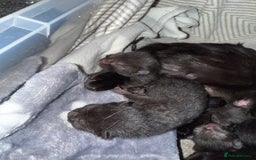 Bombay cats for sale: 5 freshly baked kittens! - Image 2