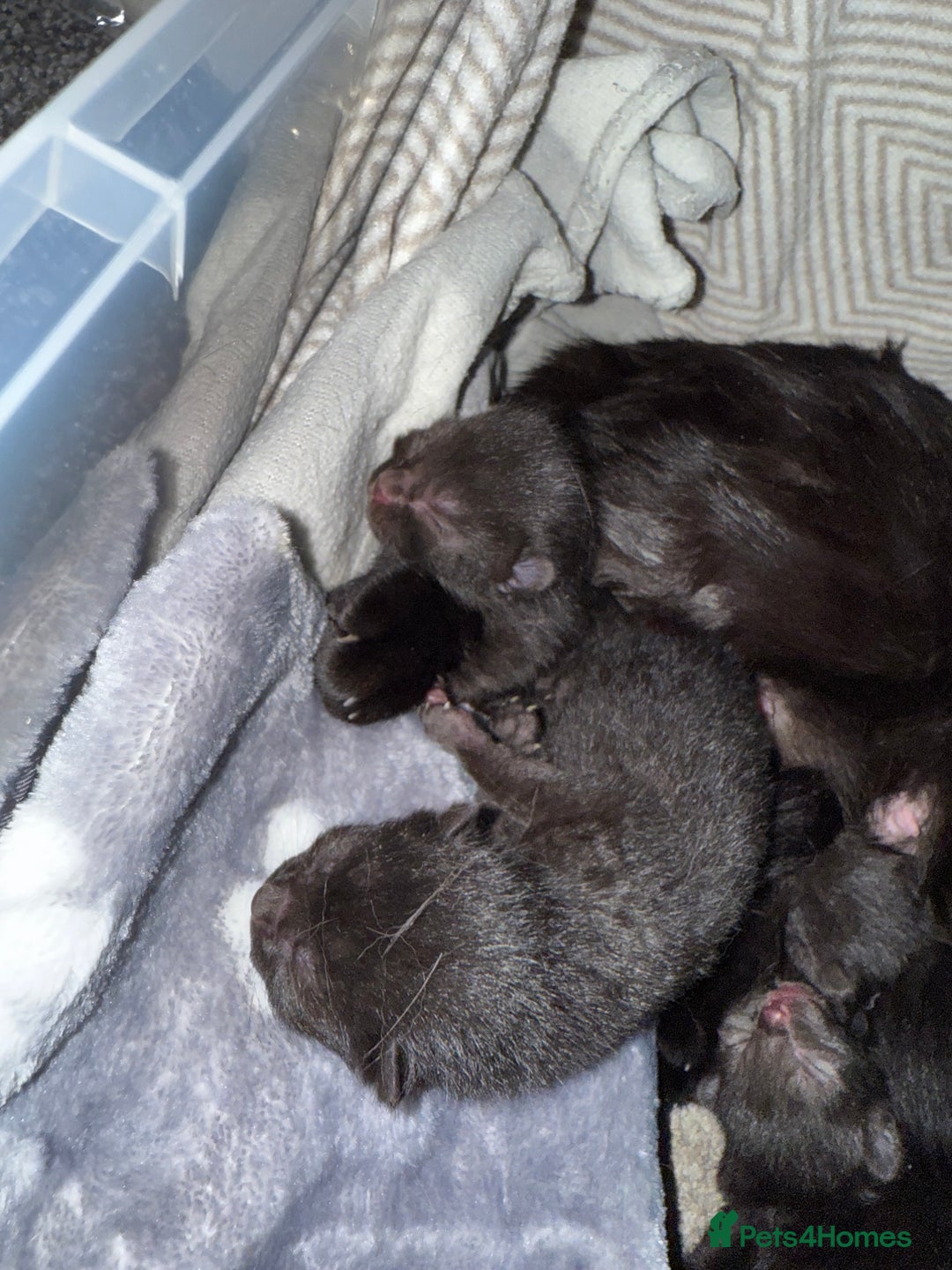 Bombay cats for sale: 5 freshly baked kittens! - Image 2