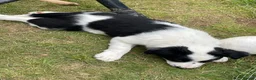 Border Collie dogs for sale: Absolutely Gorgeous Black&White Border Collie Pups - Advert 12