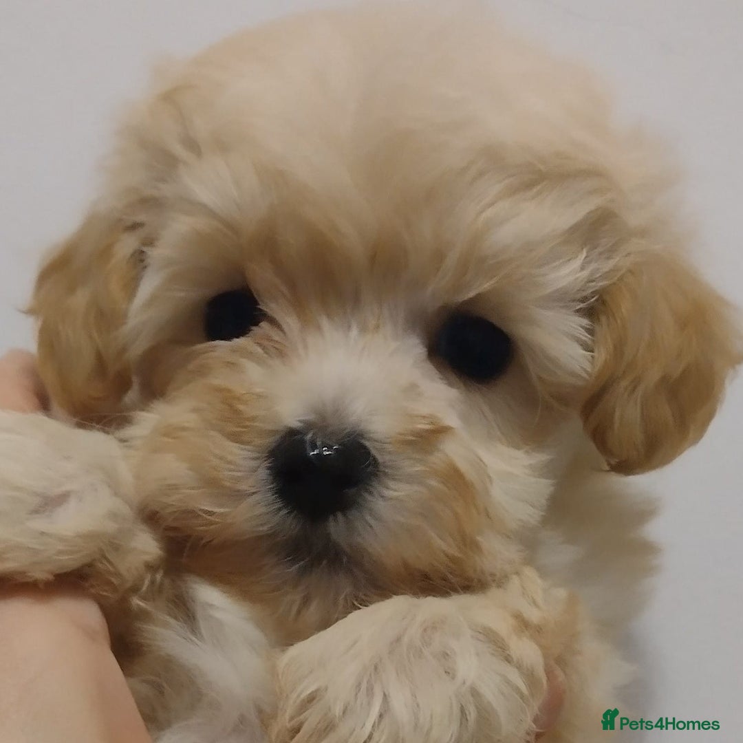 Maltipoo dogs for sale: Wait List Open F1 Genuine Toy Maltipoo - Image 3
