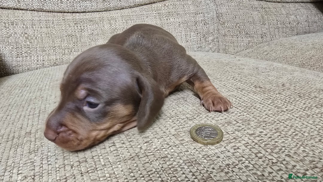 Miniature Dachshund dogs for sale: Miniature dachshund Puppies  - Advert 6