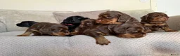 Sprocker dogs for sale: Last beautiful girl choc and tan Sprocker  - Advert 10