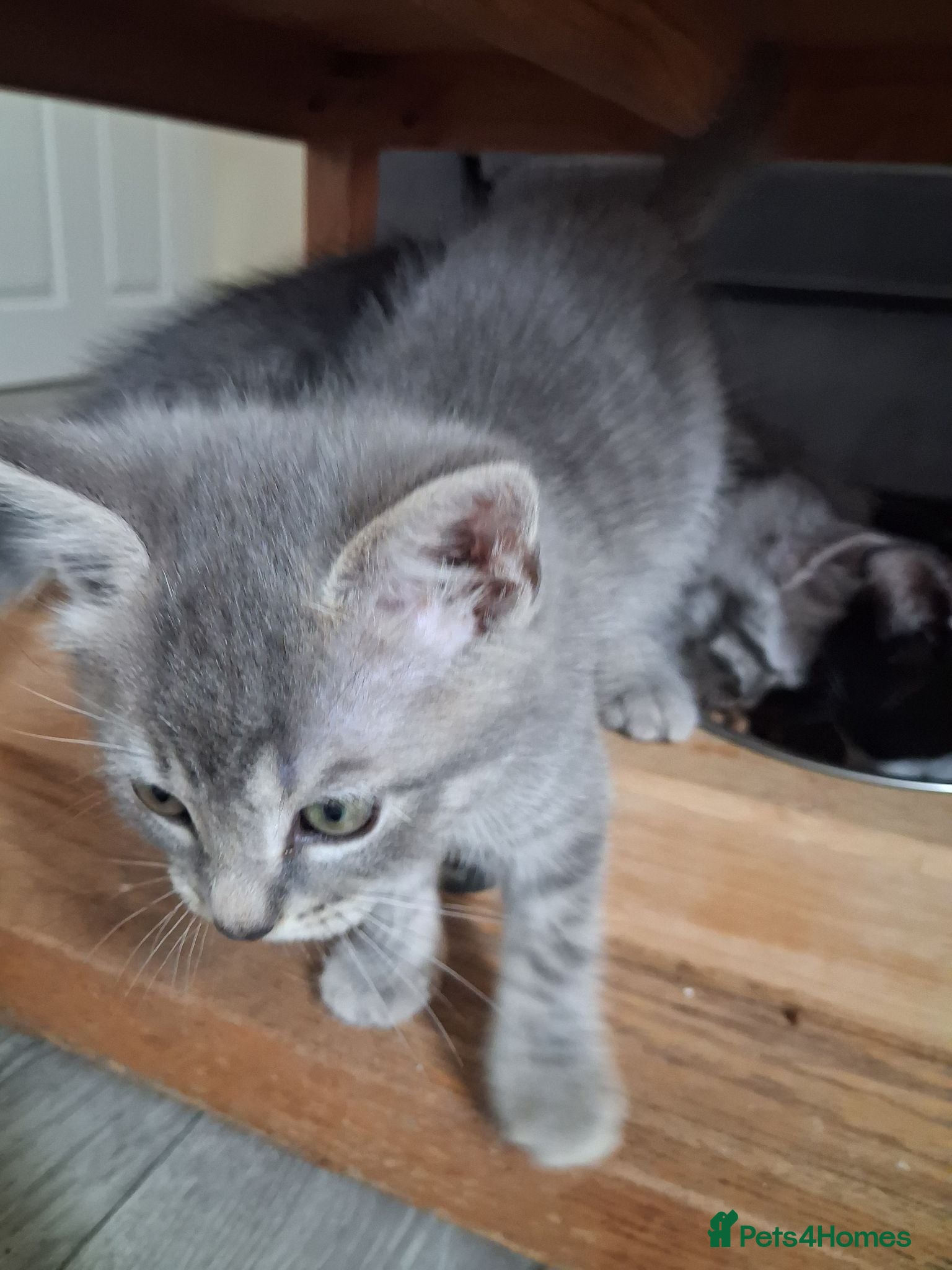 Mixed Breed cats Beautiful mixed kittens  - Advert 2