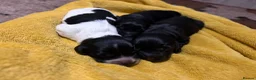 Cocker Spaniel dogs for stud: Working Black Cocker for Stud - Advert 2