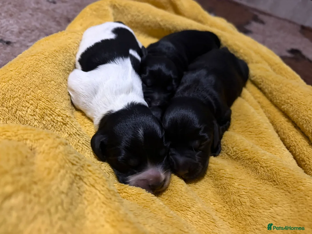 Cocker Spaniel dogs for stud: Working Black Cocker for Stud - Advert 2