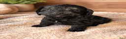 Cockapoo dogs for sale: Cockapoo Puppys ⭐️ - Advert 7