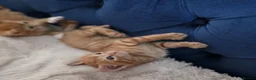 Mixed Breed cats for sale: Beautiful ginger kittens  - Advert 14
