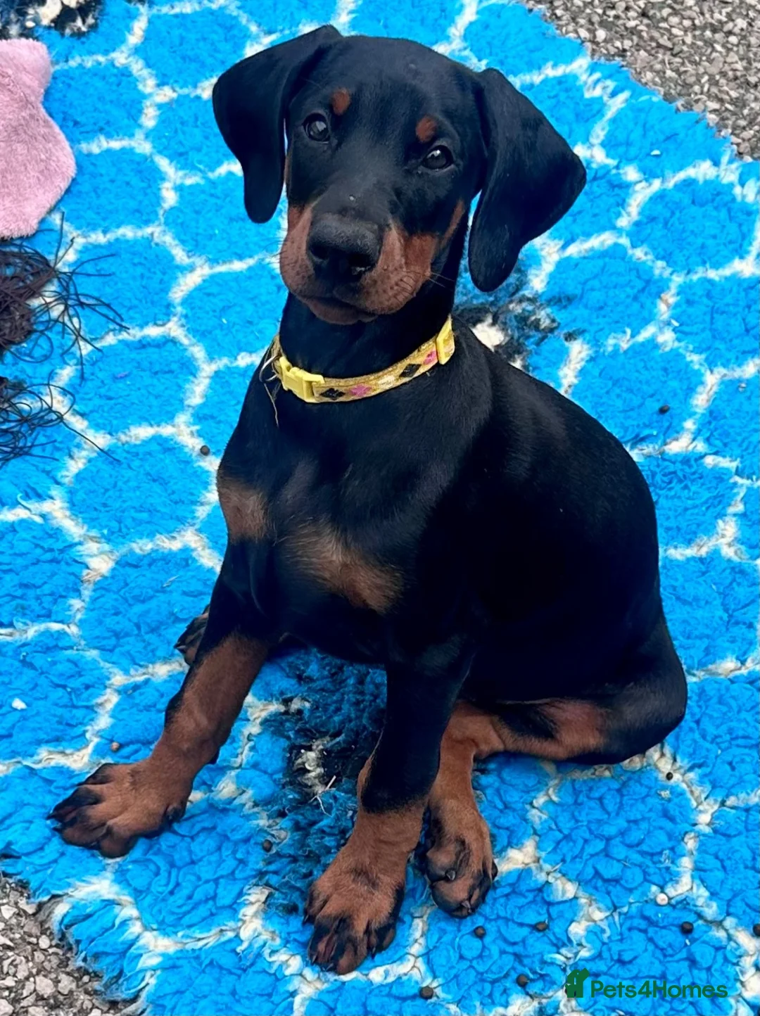Dobermann dogs for stud: KC Health & Heart tested stud - Advert 32