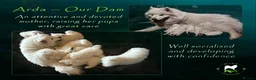 Samoyed dogs for sale: Beautiful Samoyed Puppies from Champion Father - Advert 4