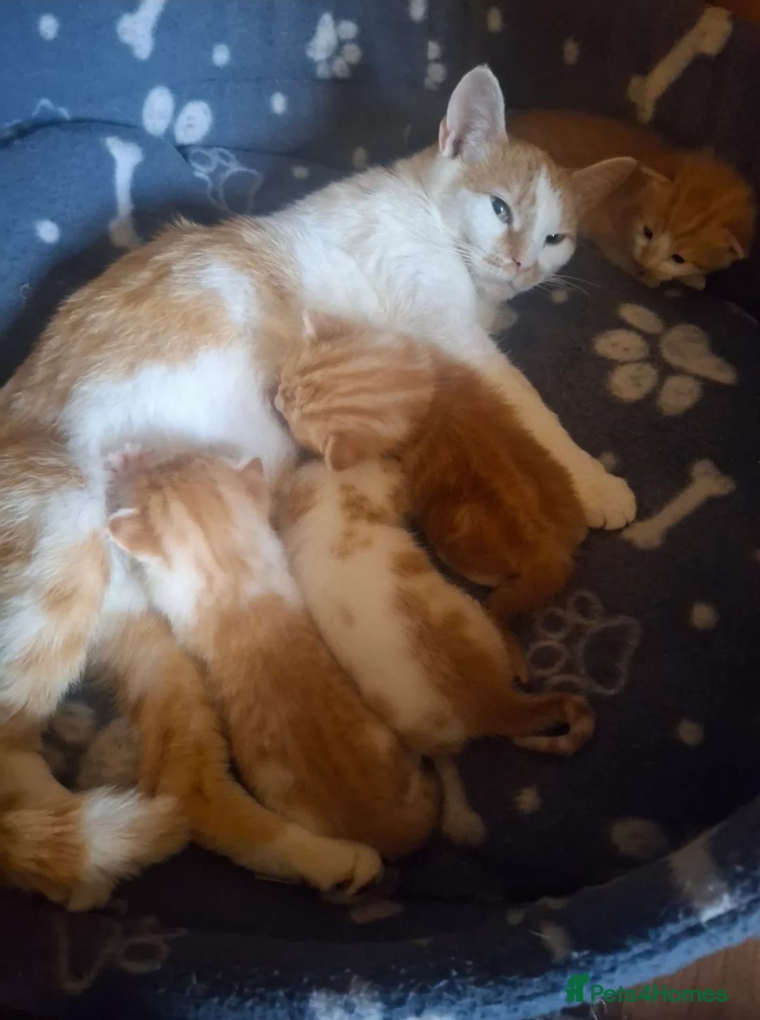American Shorthair cats for sale: kittens in Walsall - Advert 1