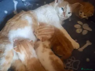 American Shorthair cats kittens in Walsall - Advert 10