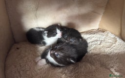 British Shorthair cats for sale: Cute little moggies  - Image 4