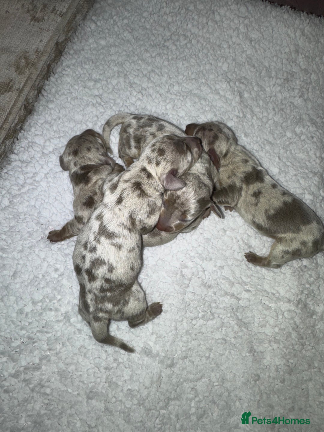 Miniature Dachshund dogs for sale: Isabella silver dapple miniature Daschound puppy’s - Advert 4
