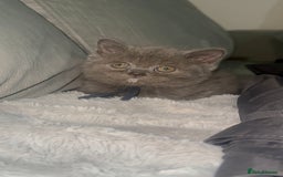 British Shorthair cats for sale: REDUCED!!! Stunning British Short Hair Kittens - Image 34